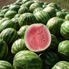 Кримсон Свит семена арбуза среднего 80-85 дн. 8-12 кг окр. (Innova Seeds)