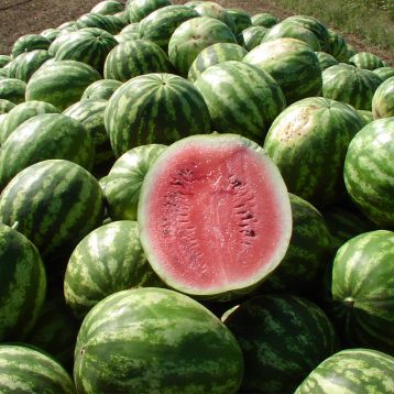 Кримсон Свит семена арбуза среднего 80-85 дн. 8-12 кг окр. (Innova Seeds)