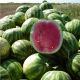 Кримсон Свит семена арбуза среднего 80-85 дн. 8-12 кг окр. (Innova Seeds)