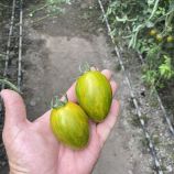 Корваліс F1 насіння томату індет. раннього 95-100 дн. слив. 100-120 гр. жовто-зелений (Spark Seeds)