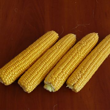 Рання Насолода F1 семена кукурузы суперсладкой (Lark Seeds)