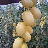 Смарт F1 насіння томату індет. кокт. раннього 90-95 дн. овал. 40-50 гр. білого (Spark Seeds)