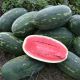 Юмми F1 (№12 F1) семена арбуза тип кр.св. раннего 68-70 дн. 8-10 кг удл. (Lark Seeds)