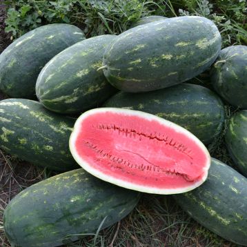 Юмми F1 (№12 F1) семена арбуза тип кр.св. раннего 68-70 дн. 8-10 кг удл. (Lark Seeds)