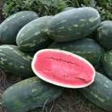 Юмми F1 (№12 F1) семена арбуза тип кр.св. раннего 68-70 дн. 8-10 кг удл. (Lark Seeds)