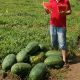 Юмми F1 (№12 F1) семена арбуза тип кр.св. раннего 68-70 дн. 8-10 кг удл. (Lark Seeds)