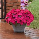 Соларскейп F1 magenta bliss семена бальзамина 25-30см (Pan American)