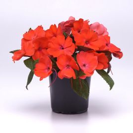 Соларскейп F1 orange burst семена бальзамина 25-30см (Pan American)