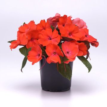 Соларскейп F1 orange burst семена бальзамина 25-30см (Pan American)