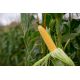 Ромео F1 насіння кукурудзи суперсолодкої Sh2 середньостиглої 78-80 дн. 25-26 см (Мнагор)