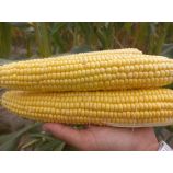 Ромео F1 насіння кукурудзи суперсолодкої Sh2 середньостиглої 78-80 дн. 25-26 см (Мнагор)