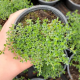 Тимьян ползучий семена (GL Seeds)