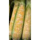Новий Біколор F1 насіння кукурудзи суперсолодкої Sh2 середньої 80-82 дн. 23-24 см біколор (Мнагор)