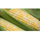 Новый Биколор F1 семена кукурузы суперсладкой Sh2 средней 80-82 дн. 23-24 см биколор (Мнагор)