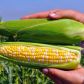 Новый Биколор F1 семена кукурузы суперсладкой Sh2 средней 80-82 дн. 23-24 см биколор (Мнагор)