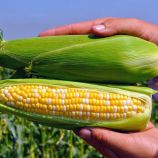 Новий Біколор F1 насіння кукурудзи суперсолодкої Sh2 середньої 80-82 дн. 23-24 см біколор (Мнагор)
