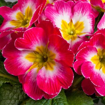 Данова F1 rose white bicolor насіння примули (Sakata)
