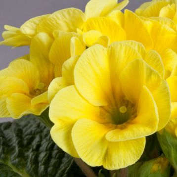 Данова F1 lemon yellow насіння примули (Sakata)