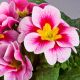 Данова F1 pink bicolor семена примулы (Sakata)