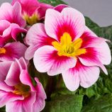 Данова F1 pink bicolor семена примулы (Sakata)