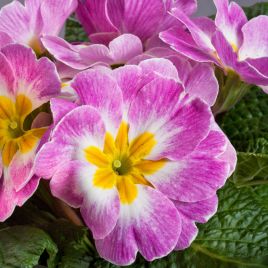 Данова F1 appleblossom насіння примули (Sakata)