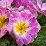 Данова F1 appleblossom насіння примули (Sakata)