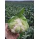 Солистар F1 (Солис Стар F1) семена капусты цветной ранней 55-58 дн. 1,5-2 кг бел. (Syngenta)