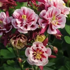 Вінки red white насіння аквілегії (водозбір) махрової (Pan American)