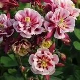 Винки red white семена аквилегии (водосбор) махровой (Pan American)