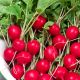 Еспресо F1 насіння редису 18 дн. (Satimex)