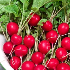 Еспресо F1 насіння редису 18 дн. (Satimex)