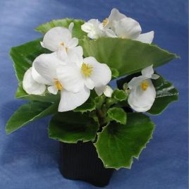 Оломоуц F1 белая семена бегонии вечноцветущей 20см (Cerny)