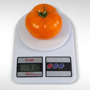 KS 18 F1 семена томата дет. желтого (Kitano Seeds)