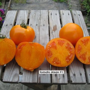 Насіння томату Айсан F1 купити від Kitano Seeds | Супермаркет Насіння