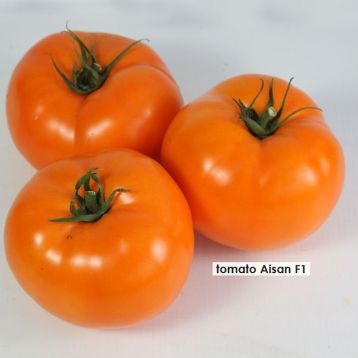 ks-18-f1-nasinnya-tomata-det-