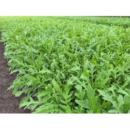 Денвер насіння руколи дикої темно-зелен. (Hazera)