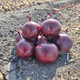 Фокус F1 насіння цибулі ріпчастої тип Іспанська середнього 115-120 дн. 180-200 гр. червоного (Isi Sementi)