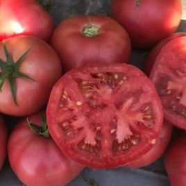 Пинкджейн F1 семена томата дет. среднего 65-70 дн. окр. 200-250 гр. розовый (Enza Zaden)