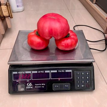 もこパイセン pinkdzhejn-f1-nasinnya-tomatu-
