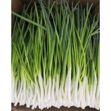 Токіо Куро насіння цибулі на перо раннього 45-50 дн. (Vilmorin)