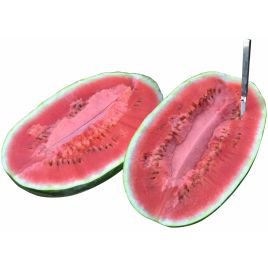 Виллинг F1 (Вилинг F1) семена арбуза тип кр.св. раннего 68-70 дн. 9-10 кг удл. (Spark Seeds)