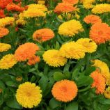 Календула оранжевая