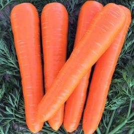 ВАК-70 F1 (VD калібр. більше 20мм) насіння моркви Нантес пізньої 115-120 дн. 18-20 см (Vilmorin)