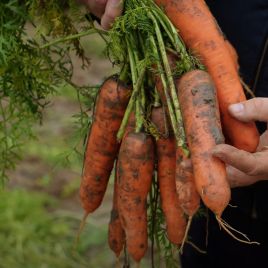 ВАК-70 F1 (VD калібр. 18-20мм) насіння моркви Нантес пізньої 115-120 дн. 18-20 см (Vilmorin)