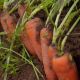 ВАК-70 F1 (VD калібр. 18-20мм) насіння моркви Нантес пізньої 115-120 дн. 18-20 см (Vilmorin)