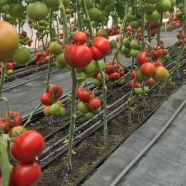 Зухраза F1 насіння томату індет. раннього окр. 220-250 гр. рожевий (Rijk Zwaan)