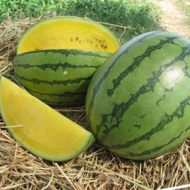 Елов Лав F1 (Еллоу Лав F1) семена арбуза тип Тайгер ультрараннего 52-55 дн. 2,5-4 кг овал. окр. (Clause)