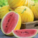 Ред ин Голд (Red in Gold) семена арбуза раннего 55-60 дн. 5-8 кг окр. желт. кож. (Asia Seed)