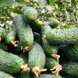 ЄС 22020 F1 (ES 22020 F1) насіння огірка партенокарпічного раннього 12-14 см (Ergon seeds)