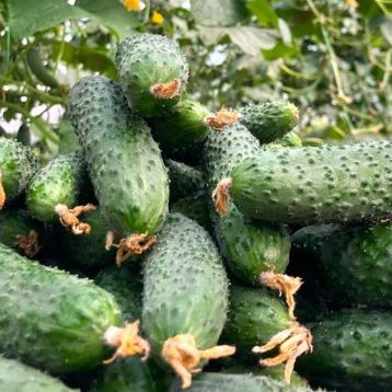 ЕС 22020 F1 (ES 22020 F1) семена огурца раннего партенокарп раннего 12-14 см (Ergon seeds)